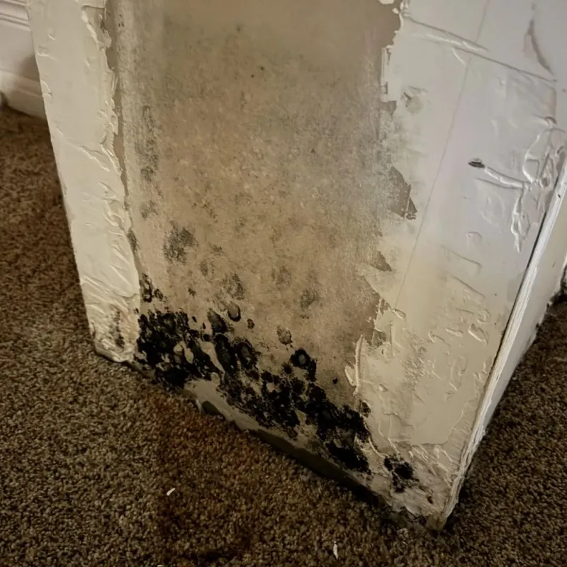 Professional Mold Removal in Benton, KY